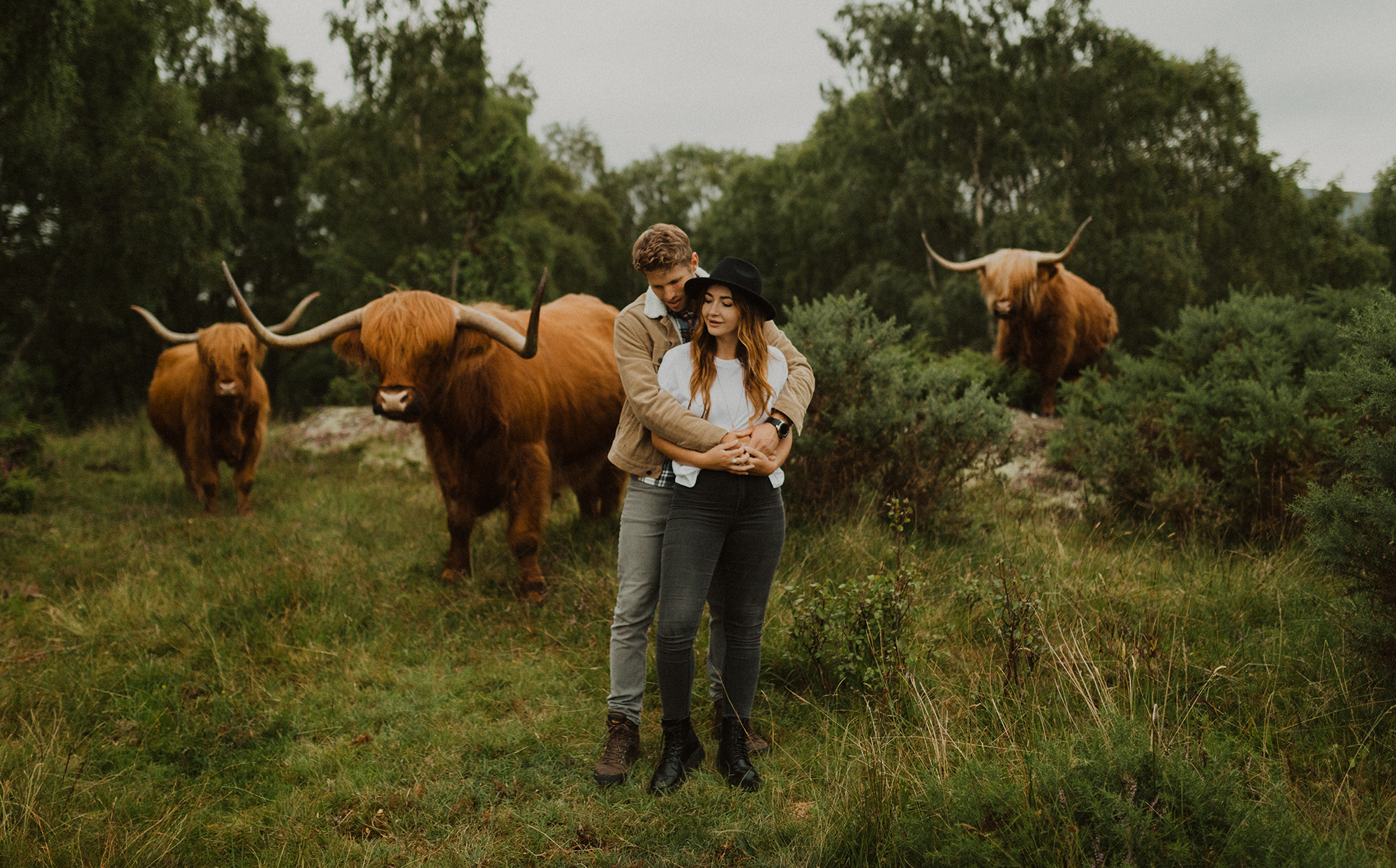 Paar Schottland Hochlandrinder Fotoshooting