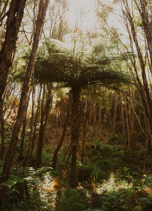 Neuseeland Dschungel Palme